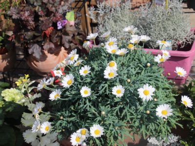 IMG_0219